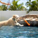 How to Rotate Dog Toys to Keep Playtime Exciting