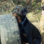 The Ultimate Guide to Choosing Safe Toys for Puppies