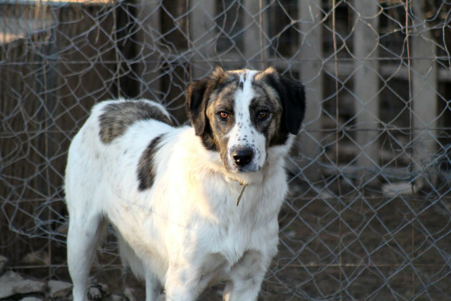 Adopt a Dog