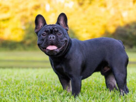 French Bulldog