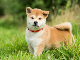 Shiba Dog Price