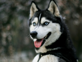 husky dog price in india