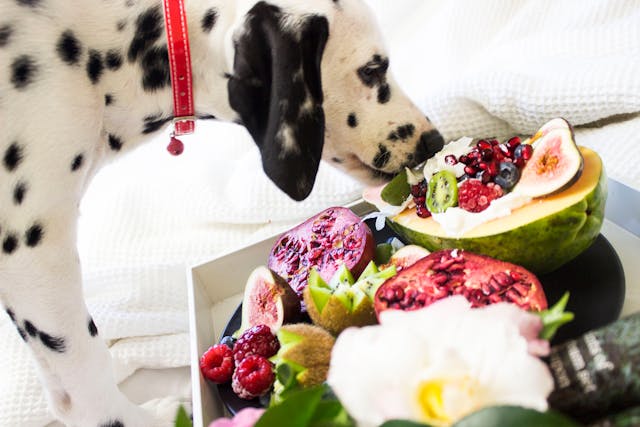 when to switch to senior dog food