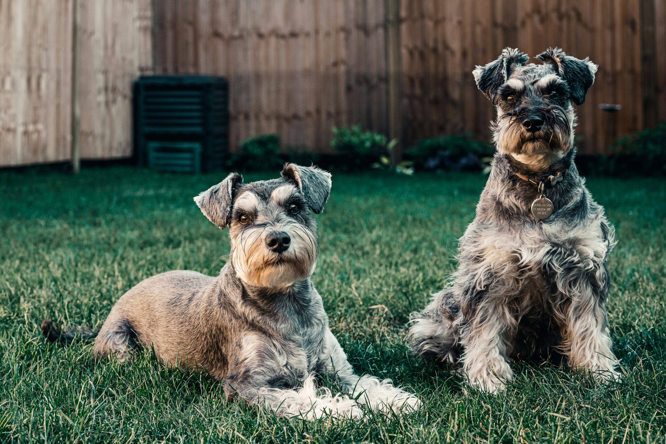 How to Choose the Right Dog Breed for Your Lifestyle: A Comprehensive Guide