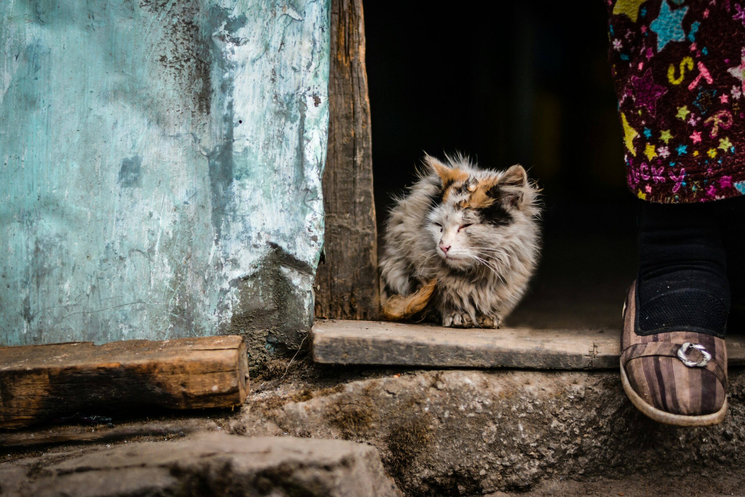 Cat Allergies: How to Manage and Reduce Allergic Reactions