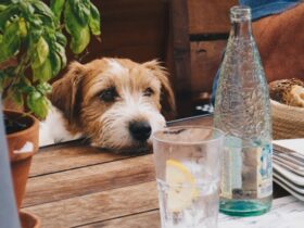 10 Toxic Human Foods Dogs Should Never Eat