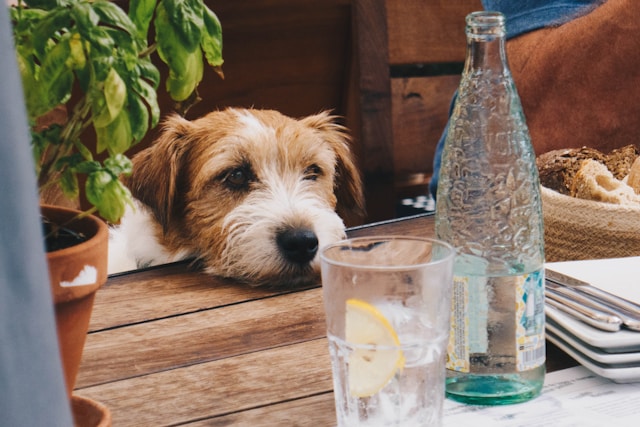 10 Toxic Human Foods Dogs Should Never Eat