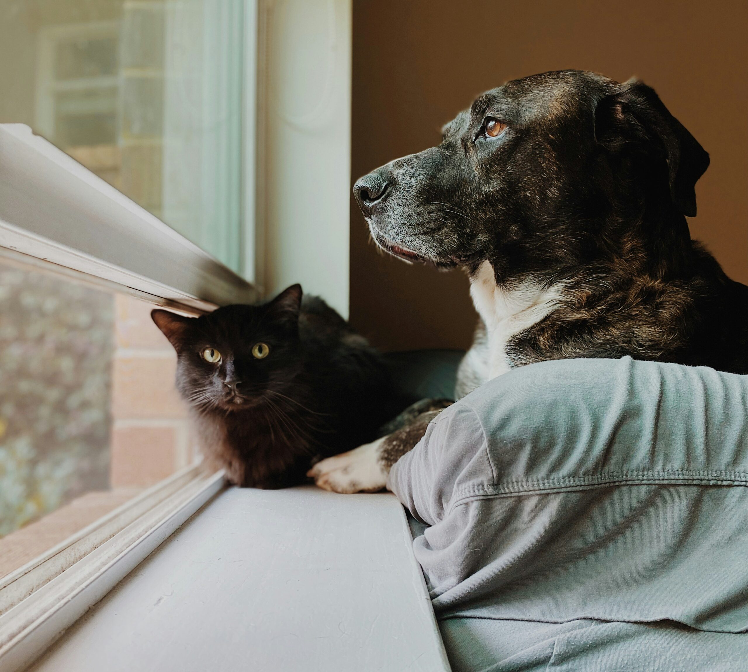 Do Dogs and Cats Sleep More in the Winter? Unveiling the Cozy Truth About Winter Sleep Patterns