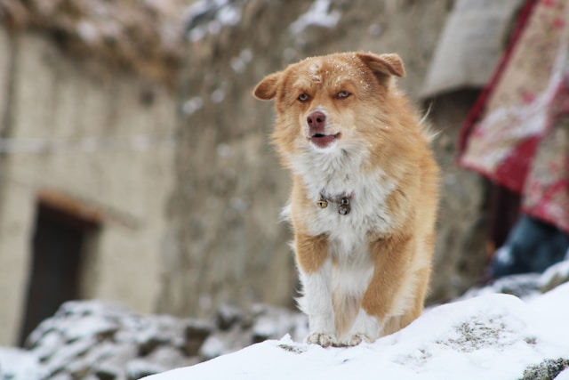 How to Choose the Perfect Dog Breed for Your Lifestyle A Comprehensive Guide