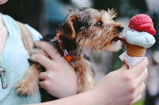 How to Prevent Xylitol Poisoning in Dogs Essential Tips