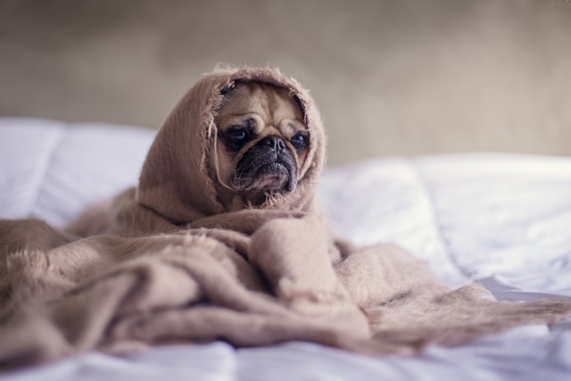 Seasonal Care Tips for Dogs and Cats: Year-Round Safety for Your Pets