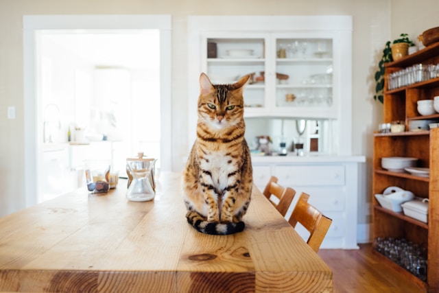 The Benefits of Clicker Training for Cats and How to Start A Complete Guide