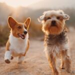 The Role of Exercise in Your Dog’s Mental and Physical Health Essential Insights