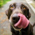 Understanding Canine Food Allergies and Intolerances Causes, Symptoms, and Solutions