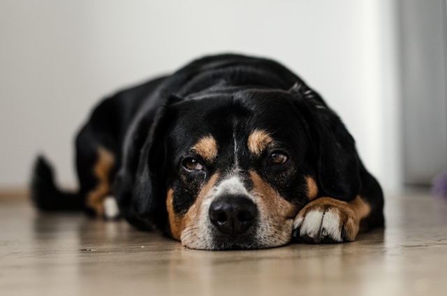 Understanding Your Dog’s Behavior Common Myths Debunked