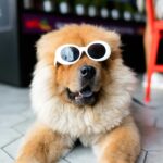 10 DIY Dog Toys You Can Make at Home