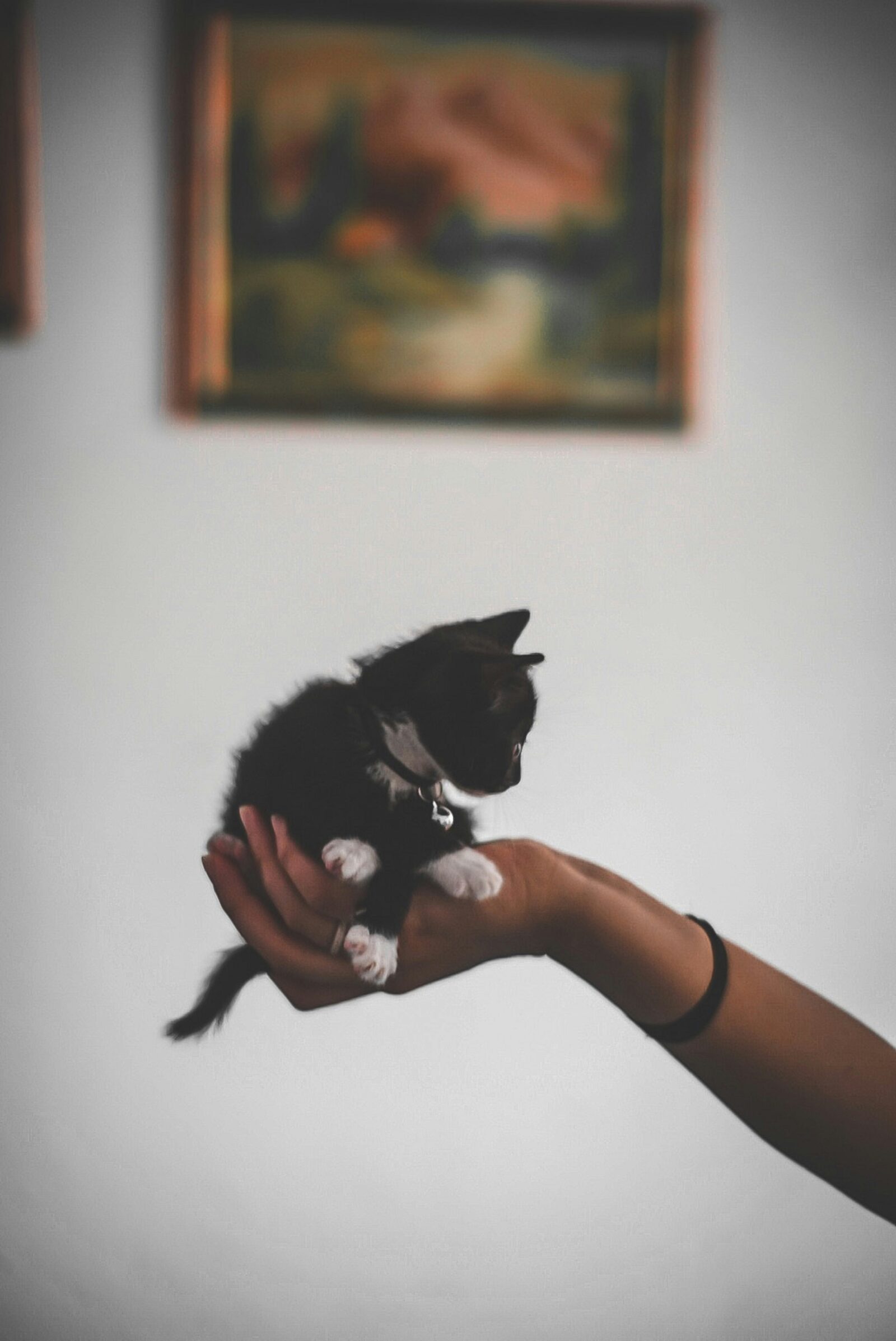 How to Bottle-Feed a Newborn Kitten the Right Way