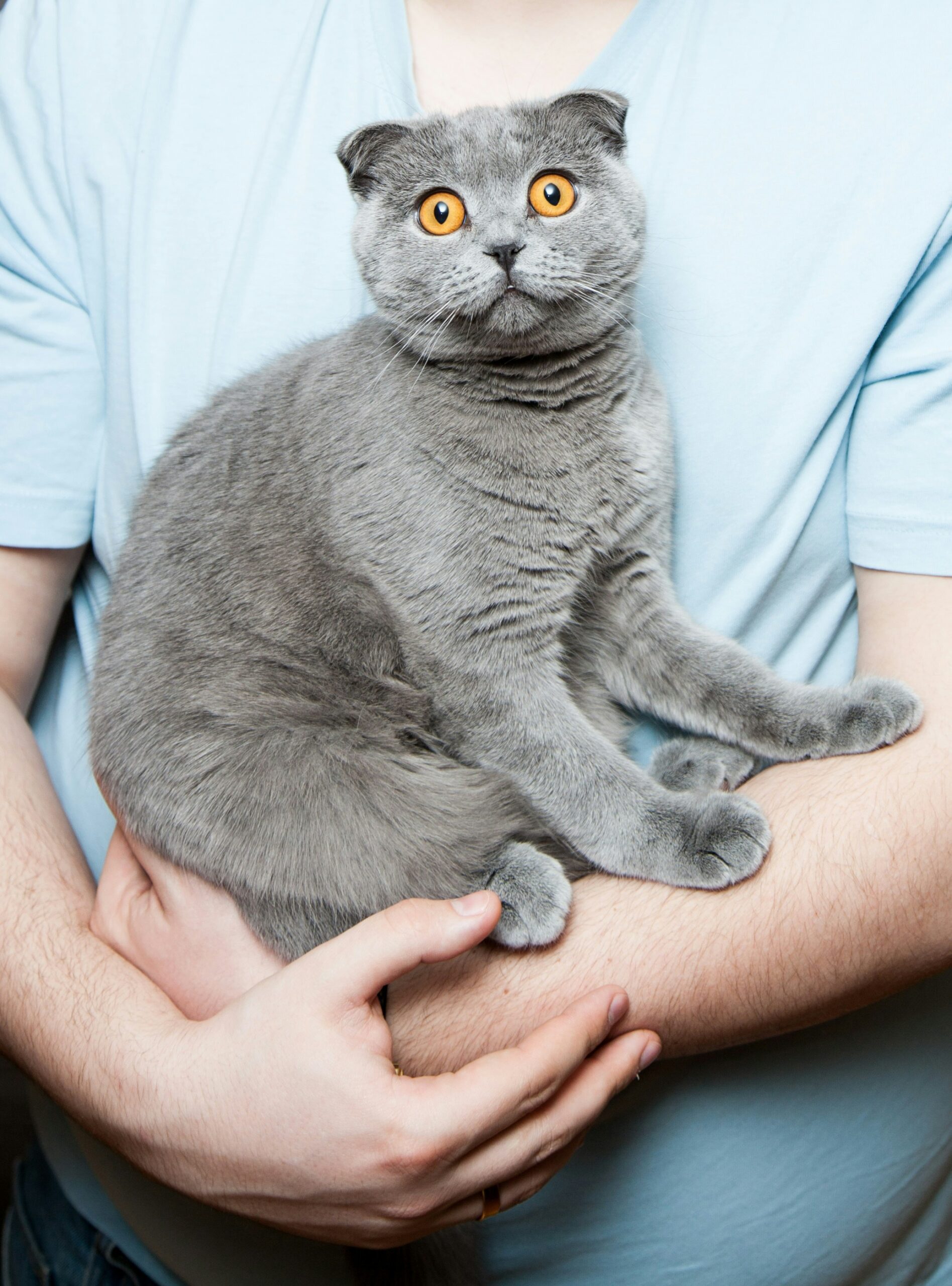 How to Introduce a New Pet to Your Home: Expert Tips for a Smooth Transition