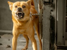 The Ultimate Guide to Pet-Friendly Travel | Vacation Tips with Your Pet