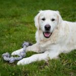 The Importance of Regular Exercise for Your Pet's Health: A Complete Guide
