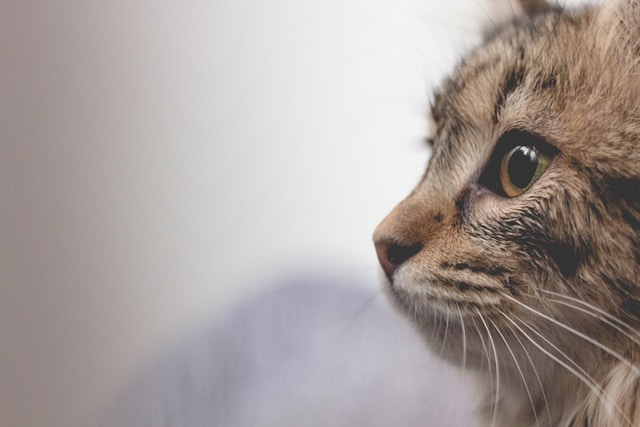 Are Cats Lactose Intolerant? The Reason Why Milk & Kitties Don’t Mix