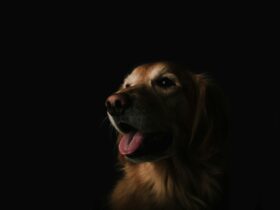 German Shepherd Dog Breeding: A Comprehensive Guide