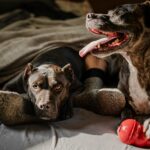 Common Dog Behavioral Issues and Solutions | Fix Dog Behavior Problems