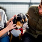 How to Create a Pet-Friendly Home on a Budget | Affordable Tips and Ideas