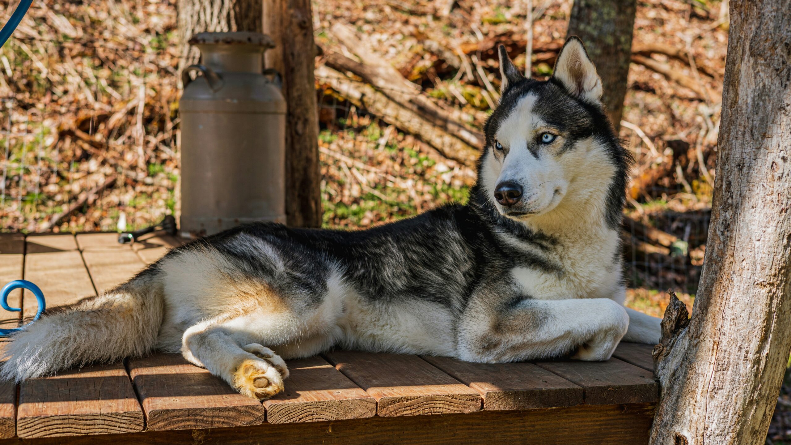 "husky cost in india"