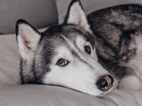How to Prevent Lyme Disease in Dogs: A Comprehensive Guide