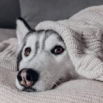 How to Make Your Home Pet-Friendly: Essential Safety Tips for Dogs and Cats