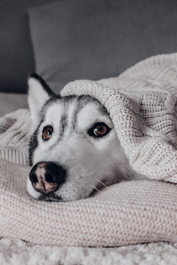 How to Make Your Home Pet-Friendly: Essential Safety Tips for Dogs and Cats