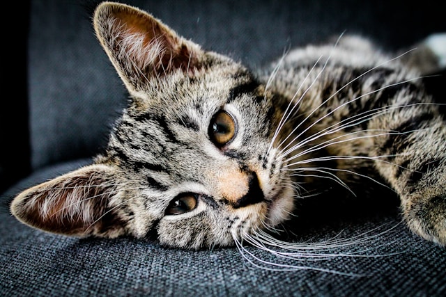 Why Do Cats Knead? The Science Behind Feline Behaviors