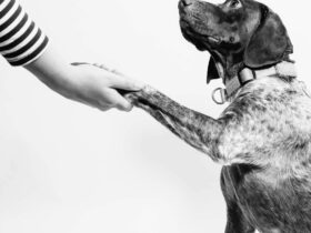 Top 5 Dog Breeds Perfect for Apartment Living