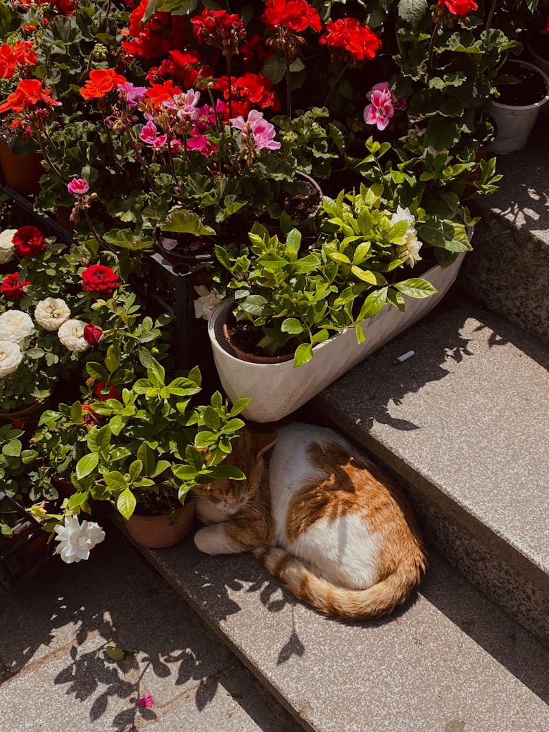 What to Do if Your Cat Has a UTI