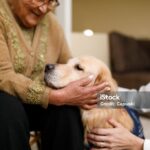 Holistic Approaches to Enhance Dog Medicine | Complementary Therapies Explained