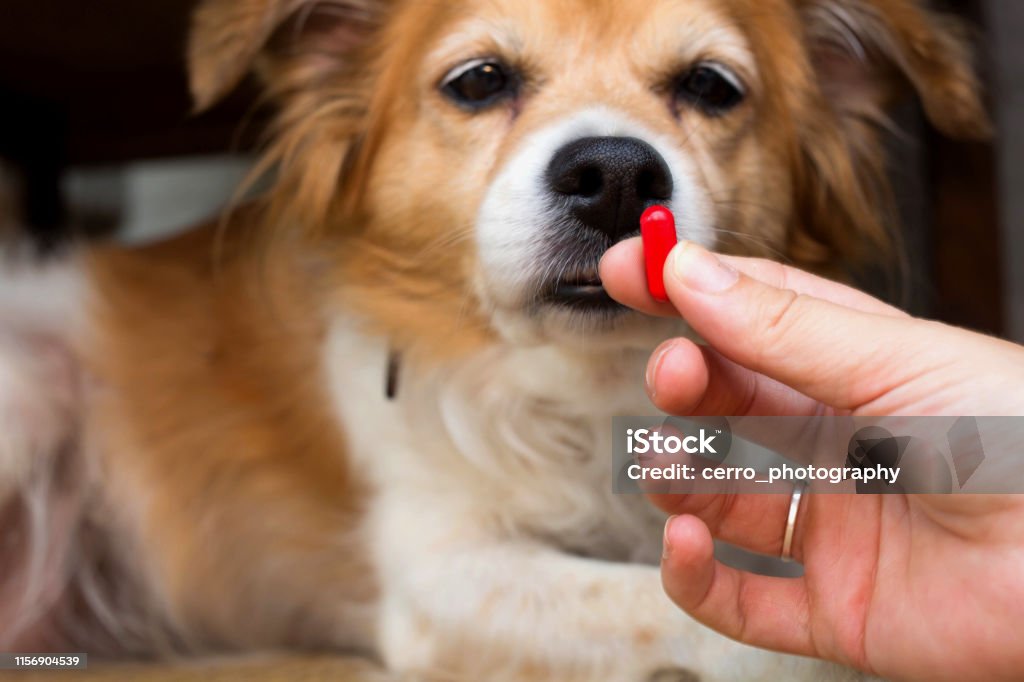 Affordable Dog Medications: Cost-Saving Tips & Strategies
