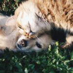 : Feeding Your Dog: How to Choose the Right Food for Your Pet