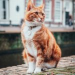 The Best Cat Breeds for First-Time Owners