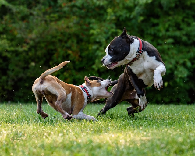 managing-dog-aggression-strategies