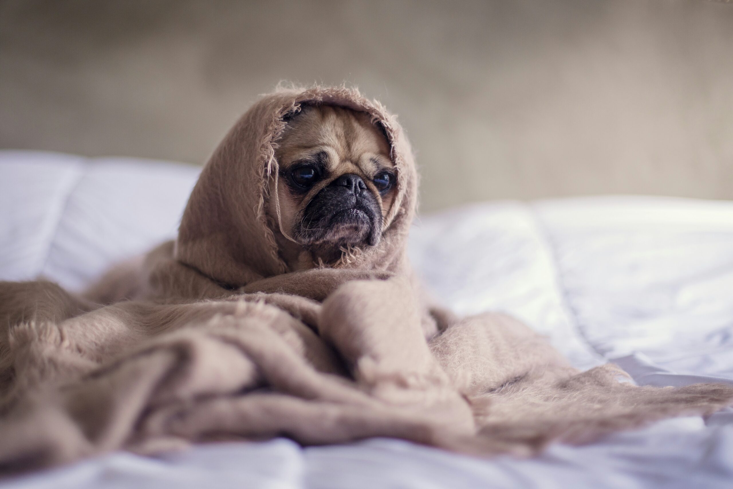 smart ways to save money on pet expenses