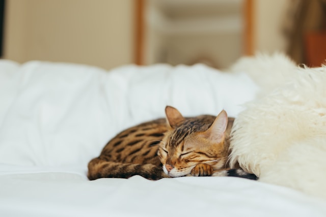 What to Do if Your Cat’s Not Eating & How to Get Her Appetite Back