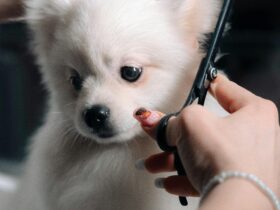 The Do's and Don'ts of Summer Dog Grooming, According to a Pro