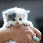 When Can Kittens Leave Their Mom? Here's What a Veterinarian Recommends