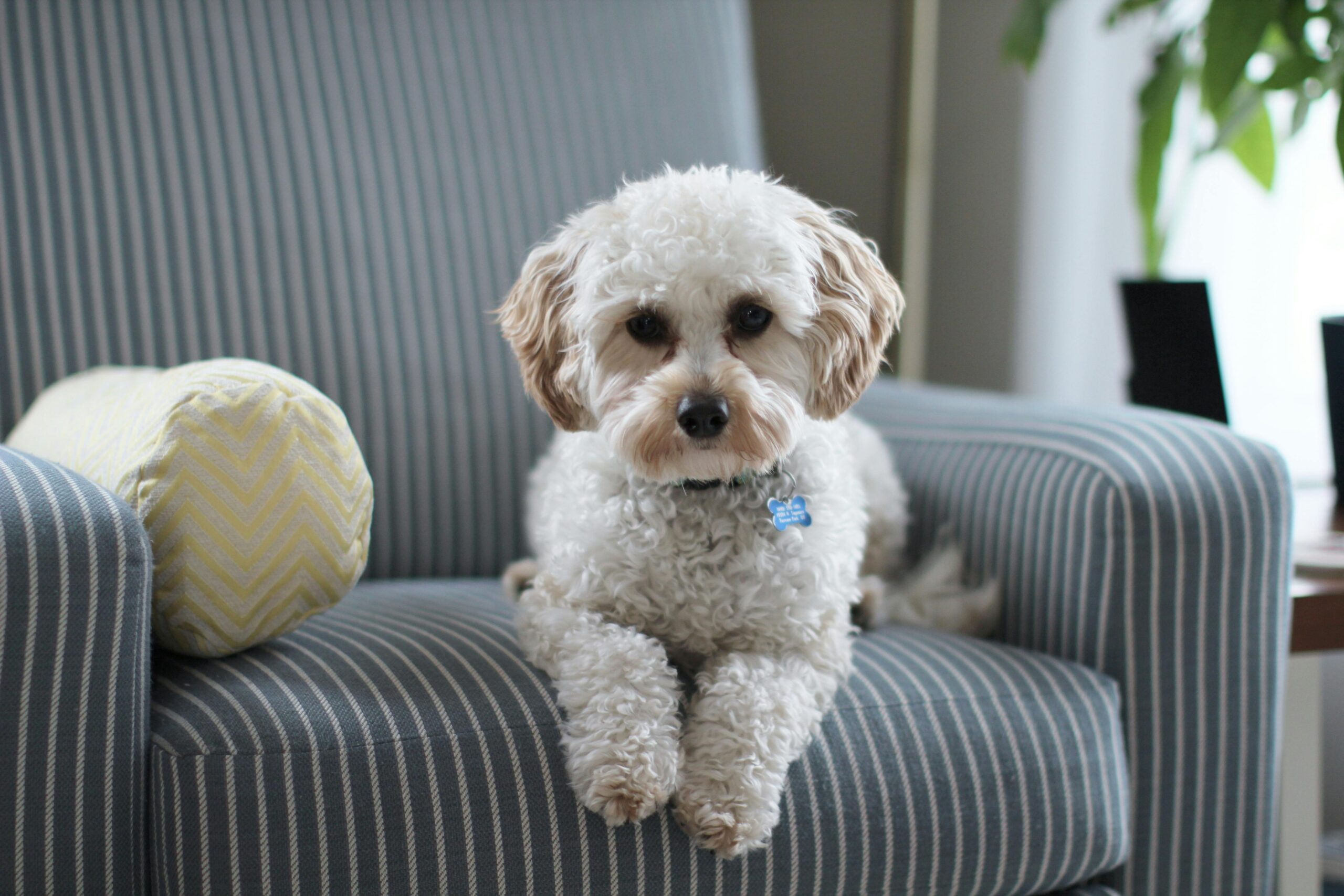 Here’s How to Make Your Home Safer for Your Pet in Case of a Fire
