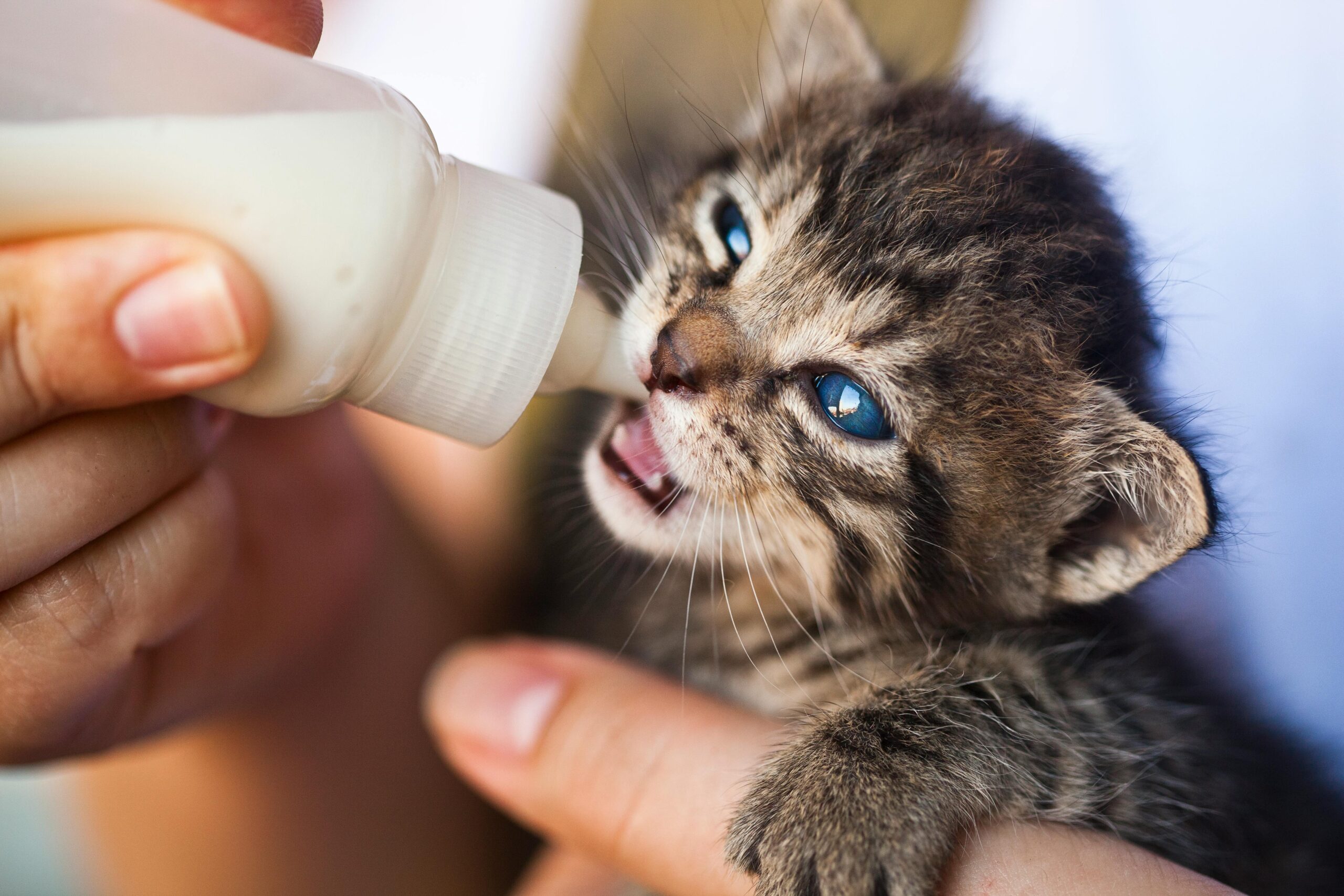 What to Feed Kittens From Birth to Adulthood