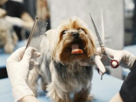 5 of the Most Adorable Goldendoodle Haircuts