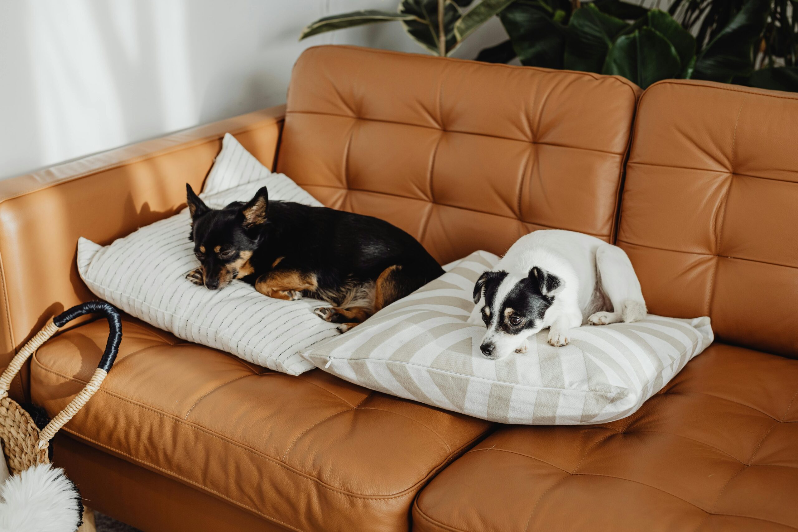 House Hunting? Your New Home Needs These Dog-Friendly Features