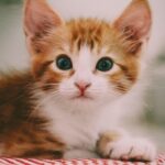 When Do Kittens Lose Their Baby Teeth?