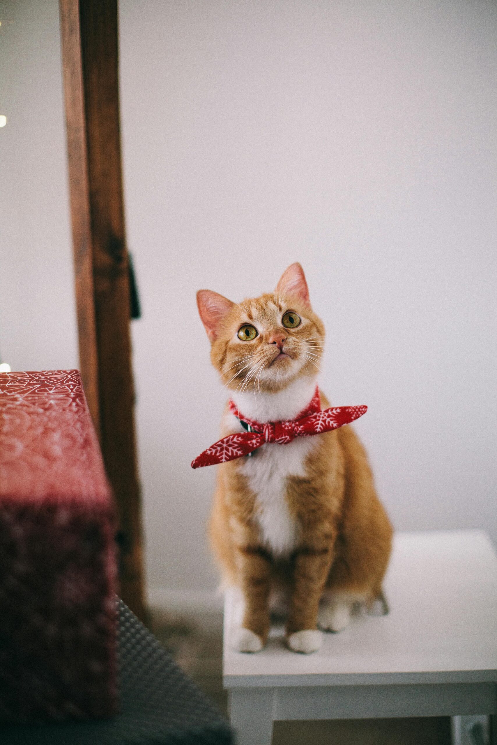 10 Ways to Keep Your Cat Healthy, According to a Vet